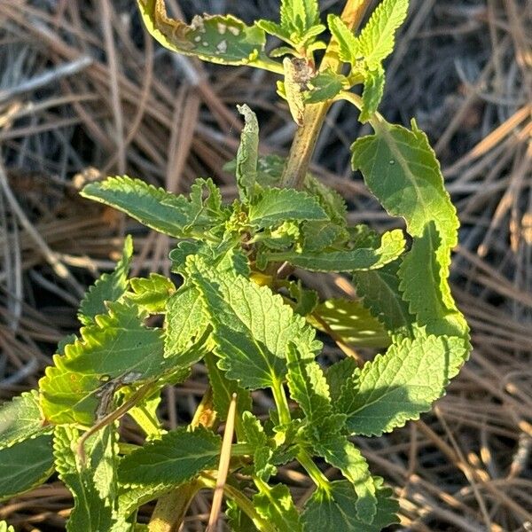 Scrophularia glabrata Lapas