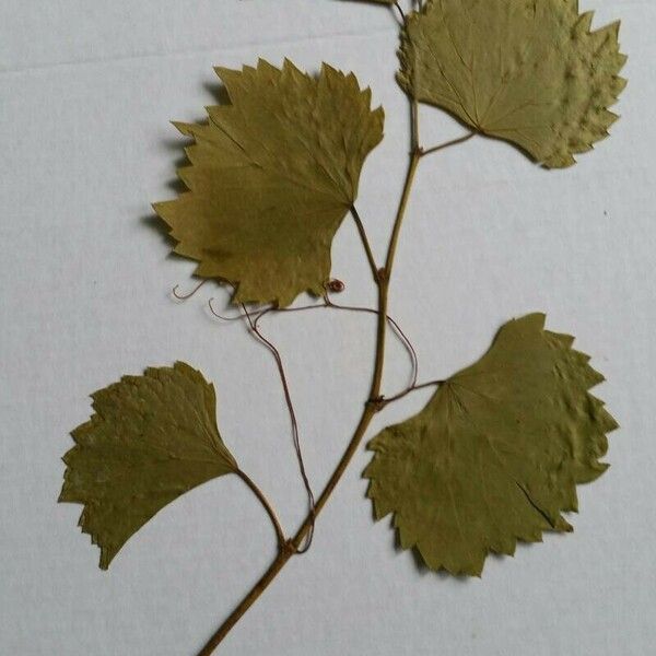 Vitis rupestris 葉