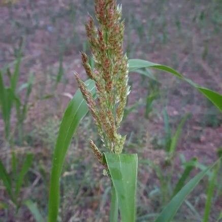 Sorghum bicolor Leaf