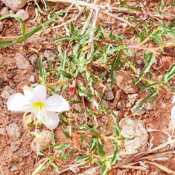 Oenothera pallida Flor