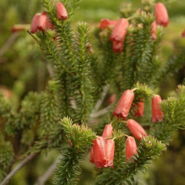 Rhododendron ericoides Цвят