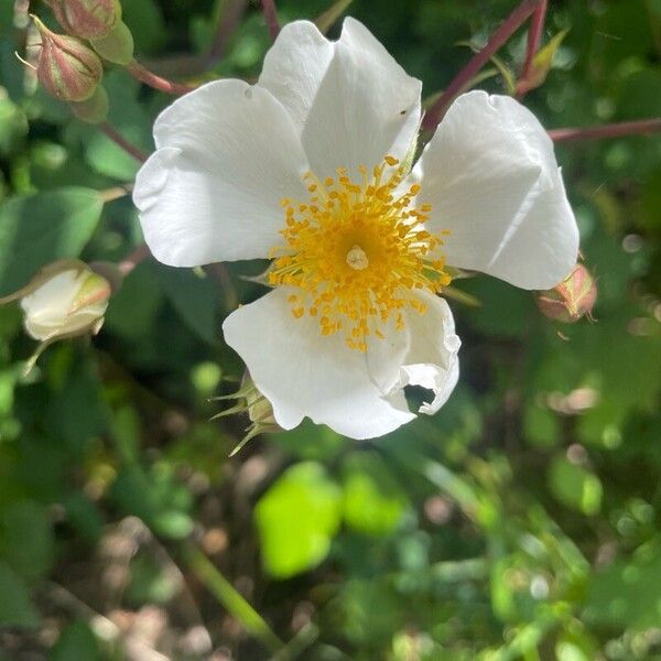 Rosa arvensis Lorea