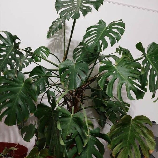 Monstera deliciosa Liść