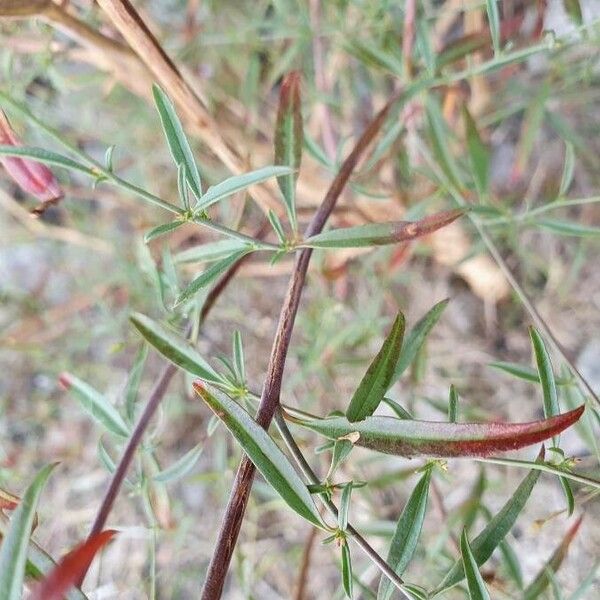 Epilobium brachycarpum Blatt