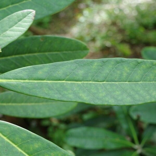 Rhododendron coriaceum Leaf