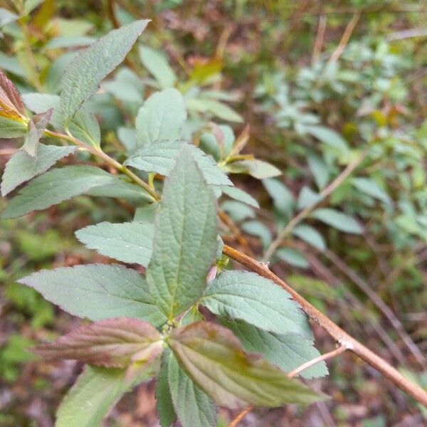 Spiraea japonica পাতা