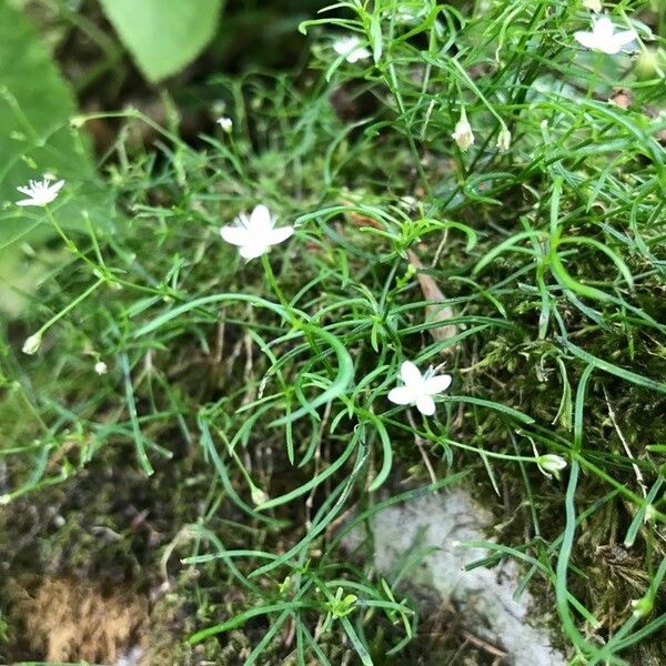 Moehringia muscosa Flower