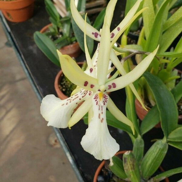 Brassia verrucosa Õis