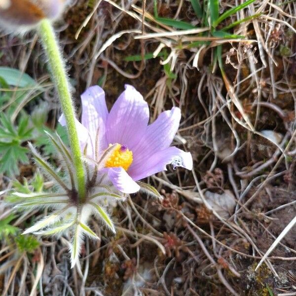 Pulsatilla patens फूल