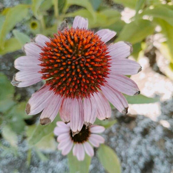 Echinacea angustifolia 花