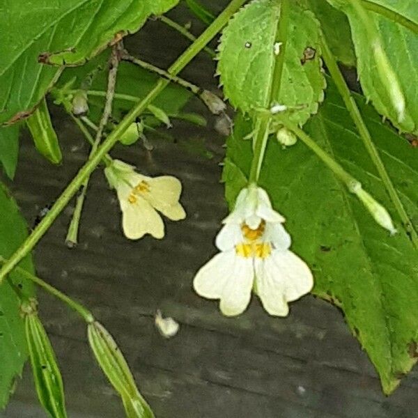 Impatiens parviflora ᱵᱟᱦᱟ