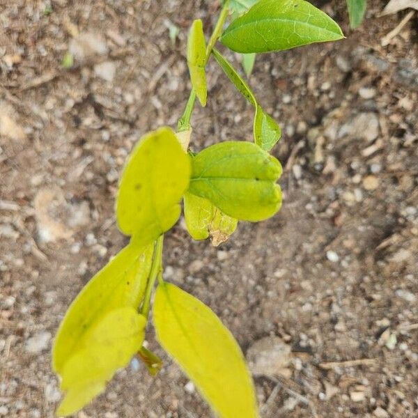 Boscia mossambicensis Blatt