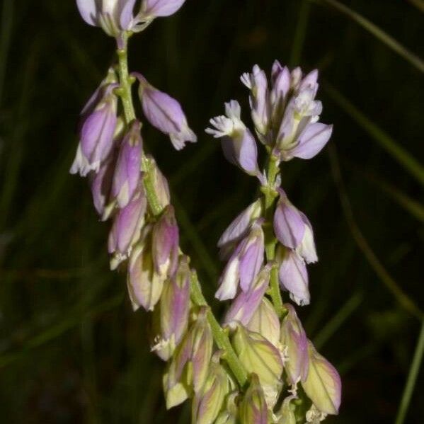 Polygala comosa Schors