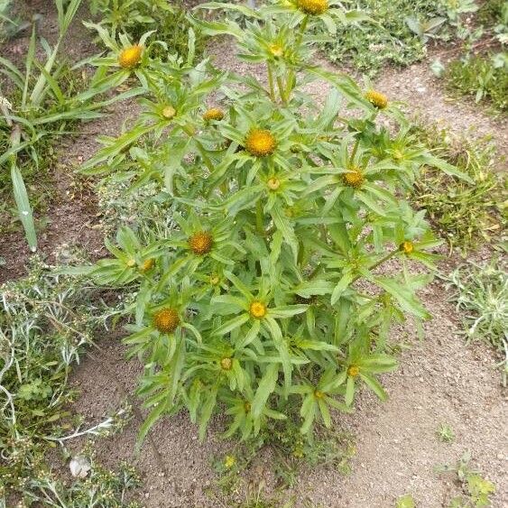 Bidens radiata Fulla