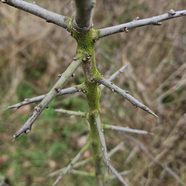 Prunus spinosa Bark