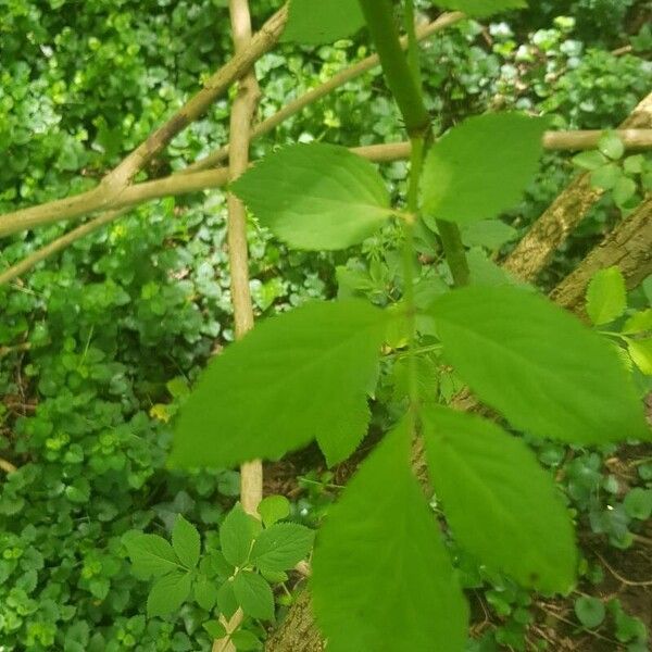 Sambucus nigra Φύλλο