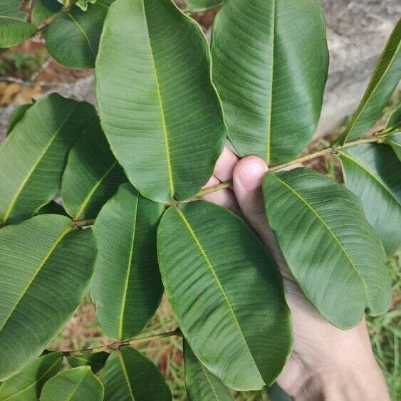 Lafoensia glyptocarpa Blatt