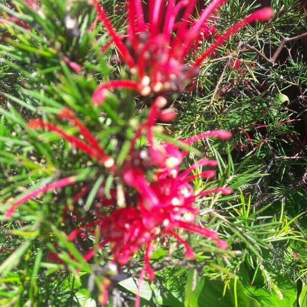 Grevillea rosmarinifolia 花