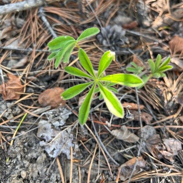 Lupinus argenteus Folla