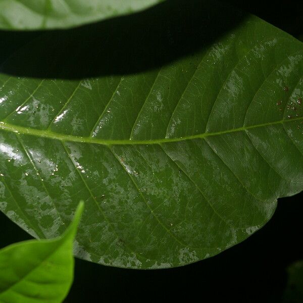 Tabernaemontana pauli Leaf