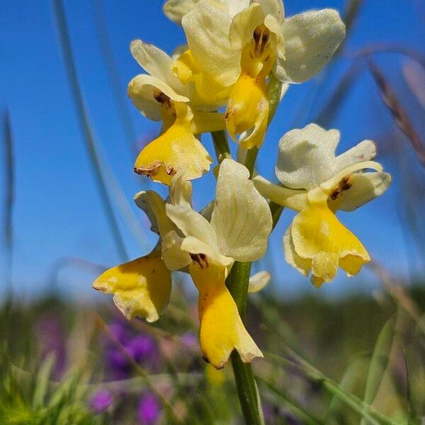 Orchis pauciflora Flower