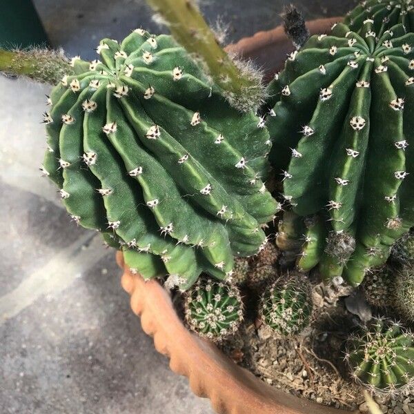 Echinopsis eyriesii অভ্যাস