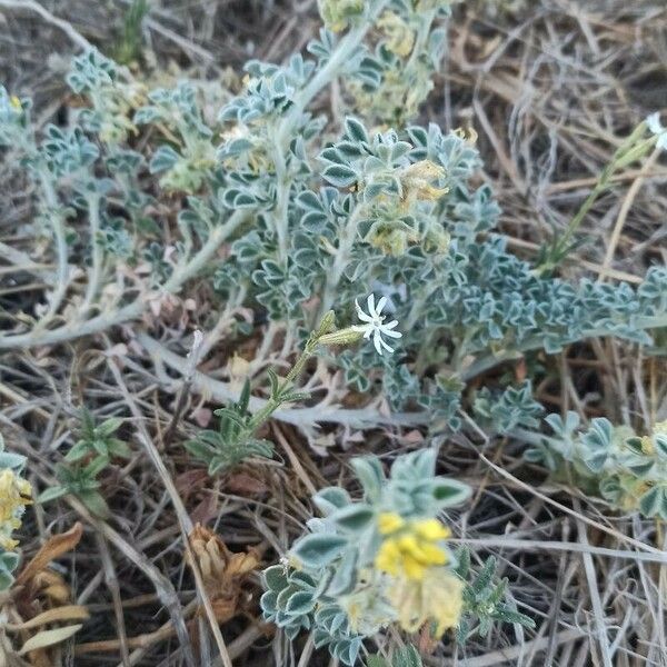 Medicago marina ফুল