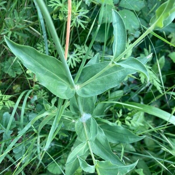 Silene vulgaris Blad