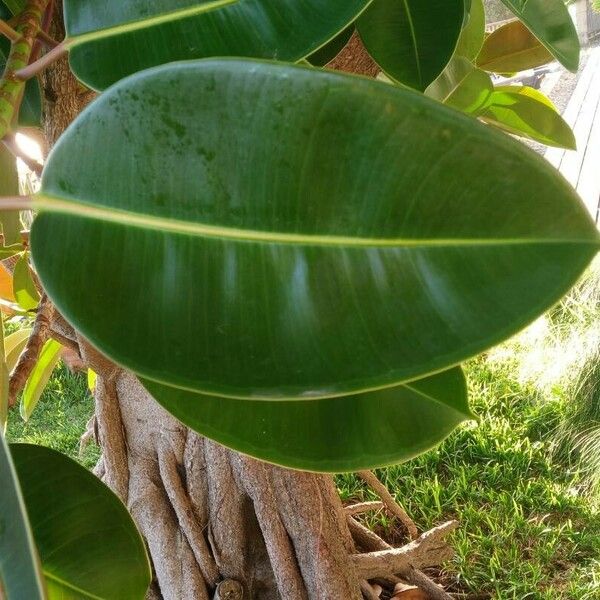 Ficus elastica Folla