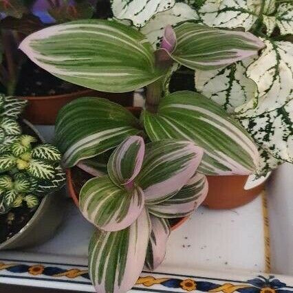 Tradescantia fluminensis ഇല