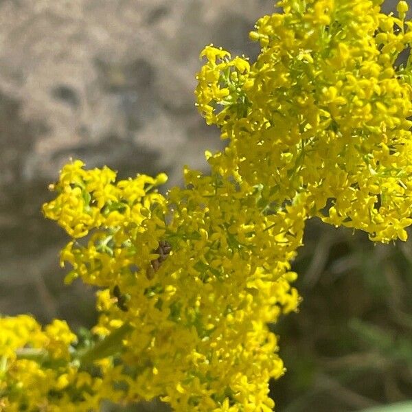 Galium verum Blüte