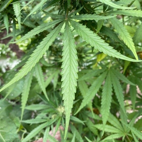 Cannabis sativa Frunză