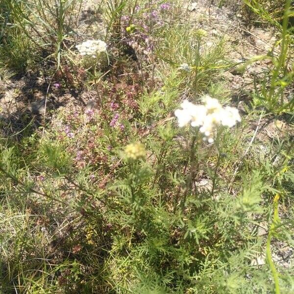 Achillea chamaemelifolia Цветок