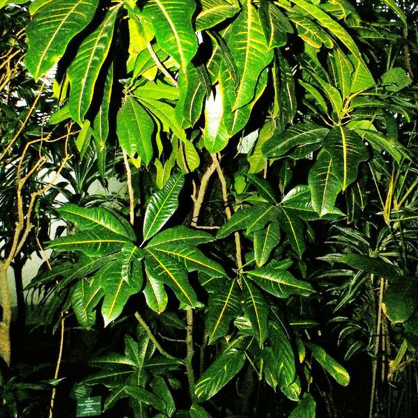 Codiaeum variegatum Хабит