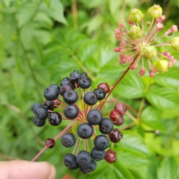 Aralia hispida Fruit