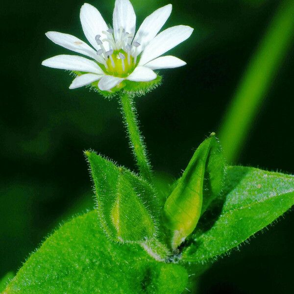 Stellaria aquatica Flor