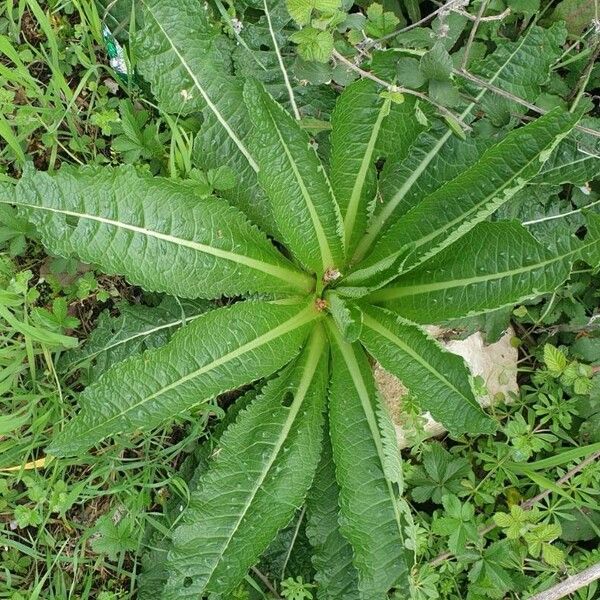 Dipsacus sativus Blatt