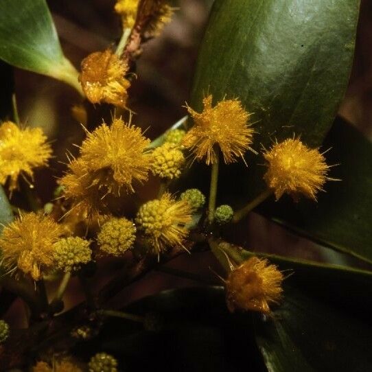 Acacia simplex Blomma