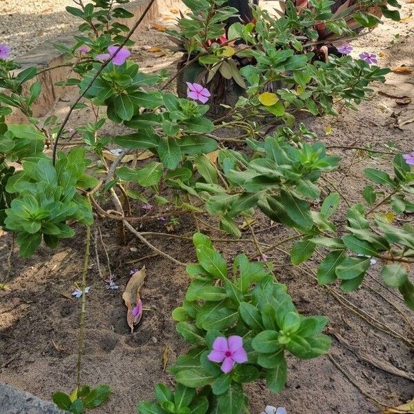 Catharanthus roseus Plante entière