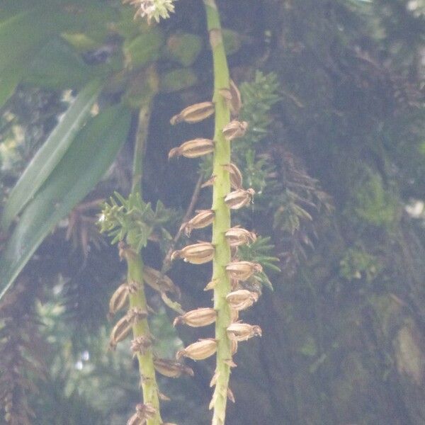 Bulbophyllum elliotii Fruto