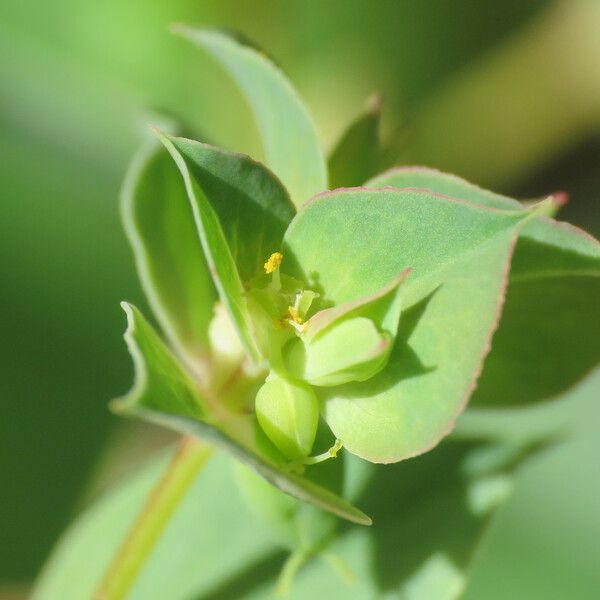 Euphorbia falcata Flor