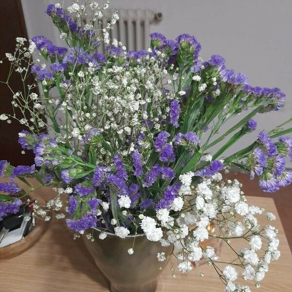 Limonium sinuatum Flower