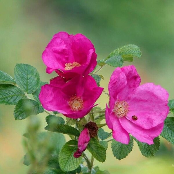 Rosa rugosa Kwiat