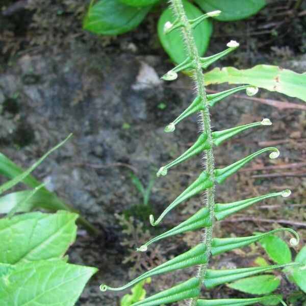 Pteris longifolia Ліст