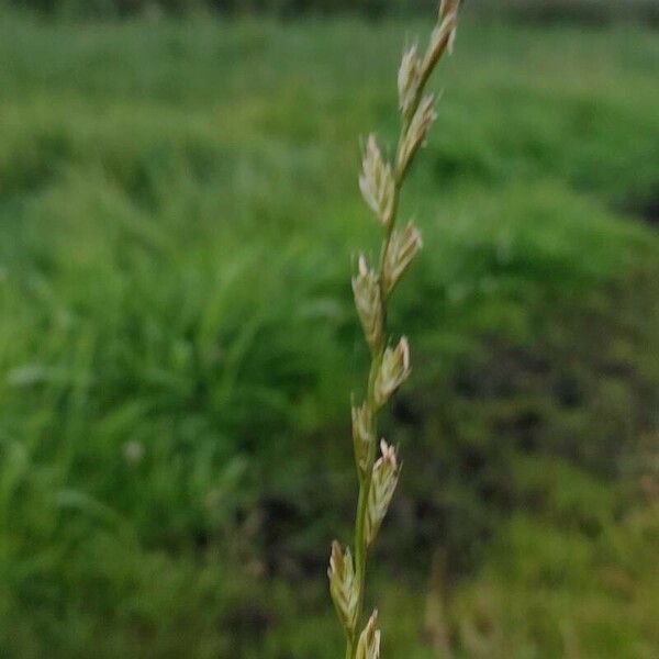 Lolium multiflorum Flower