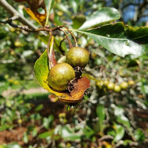 Crataegus crus-galli Frukt