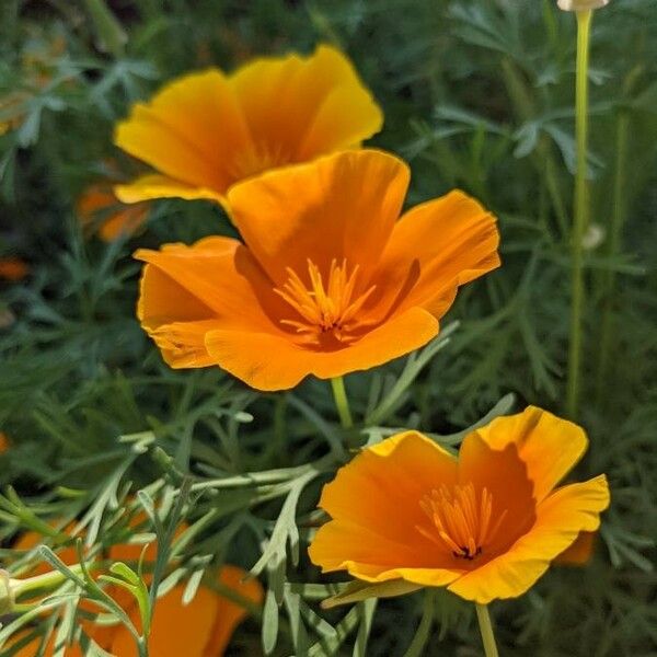 Eschscholzia californica 花