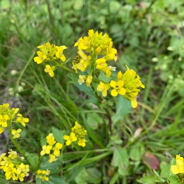 Barbarea orthoceras Flor