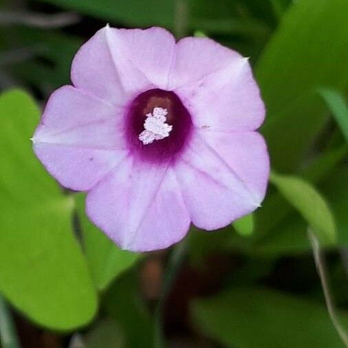 Ipomoea triloba Кветка