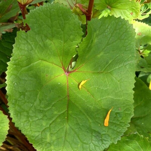 Ligularia dentata Leaf